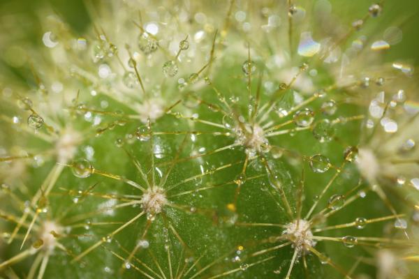 drops of water on cactus needles 000078743247 Double 1